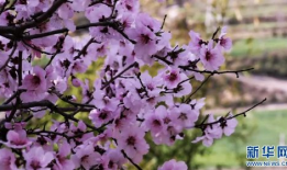 桃花视频在线观看,在线观看，尽享视觉盛宴